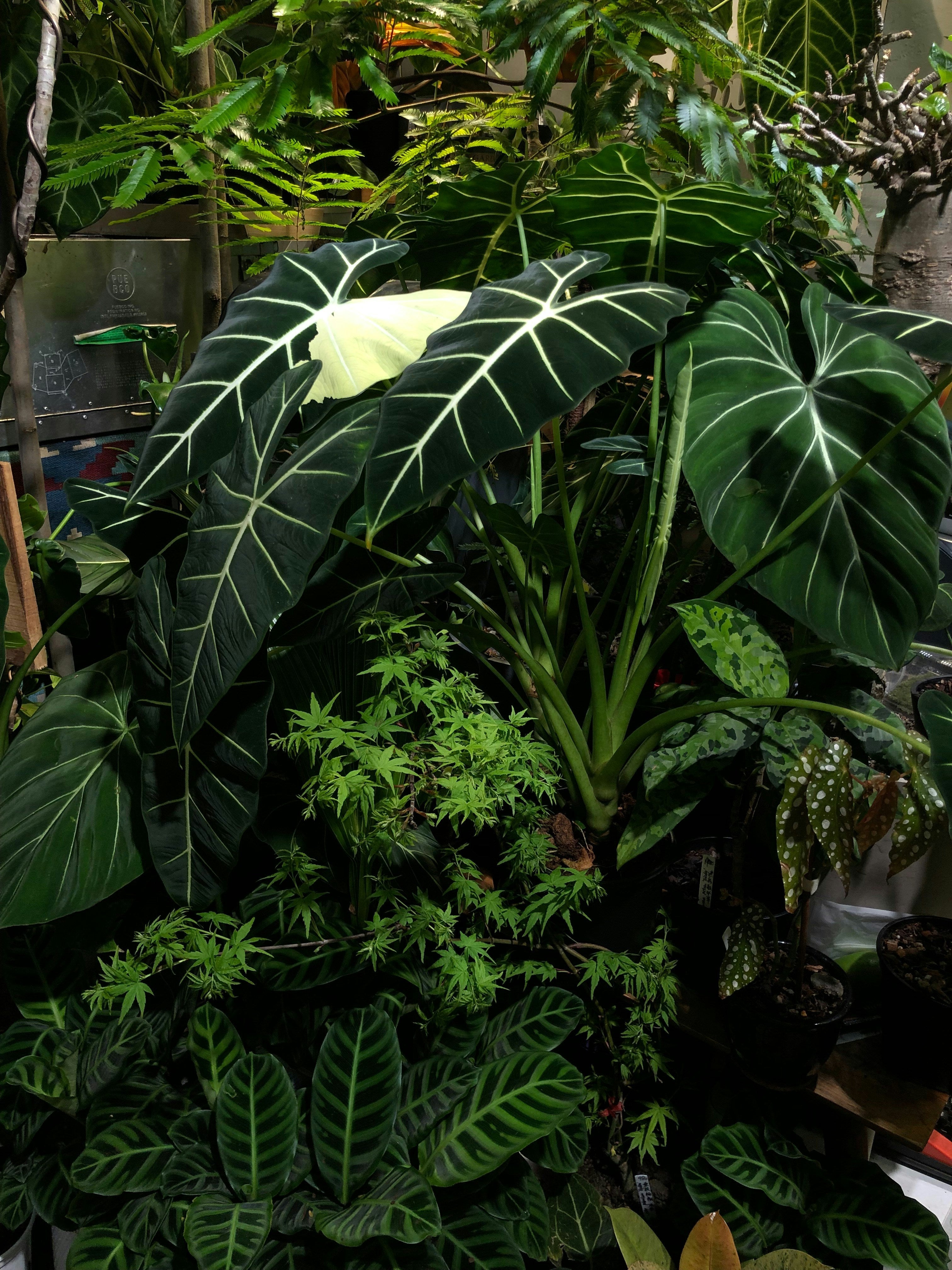 Tropical Plants – terraplanted