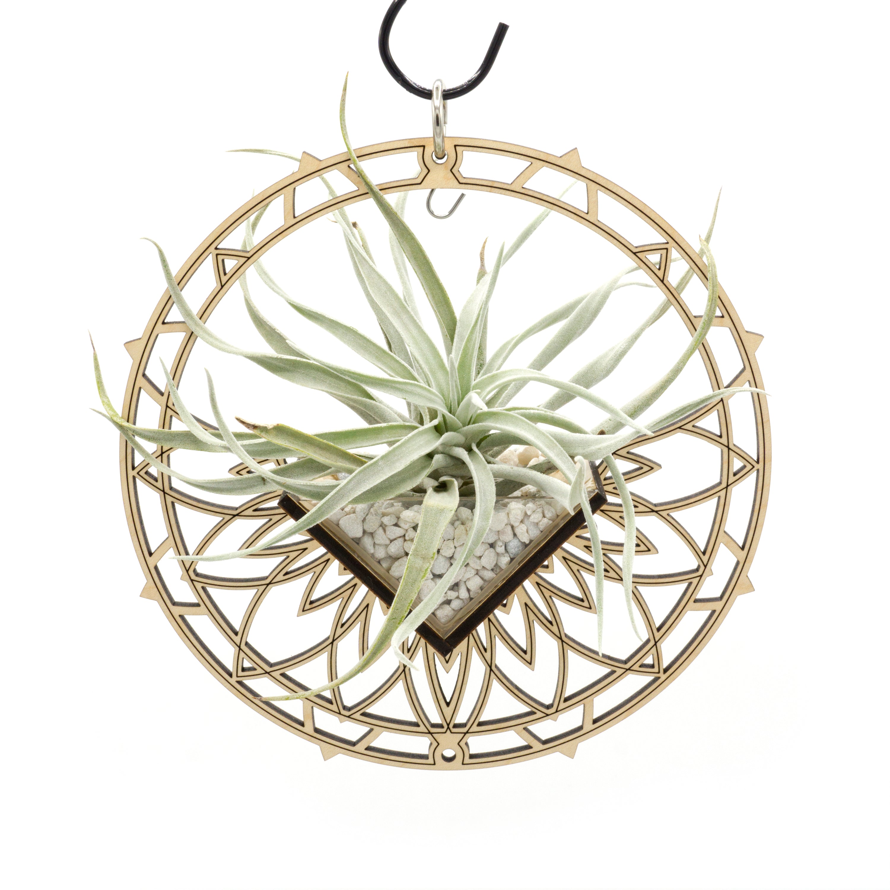 metal air plant holder Free Hanging Air Plant Holder