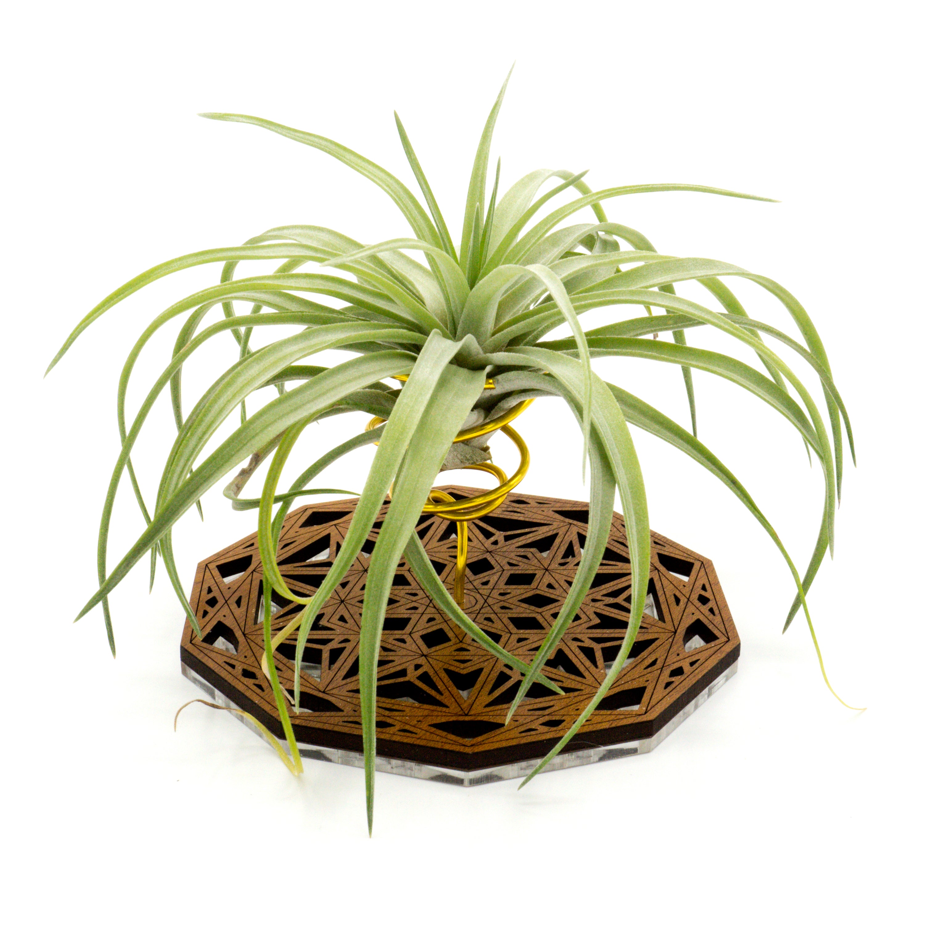 air plant stand holder Wire Air Plant Holder 6