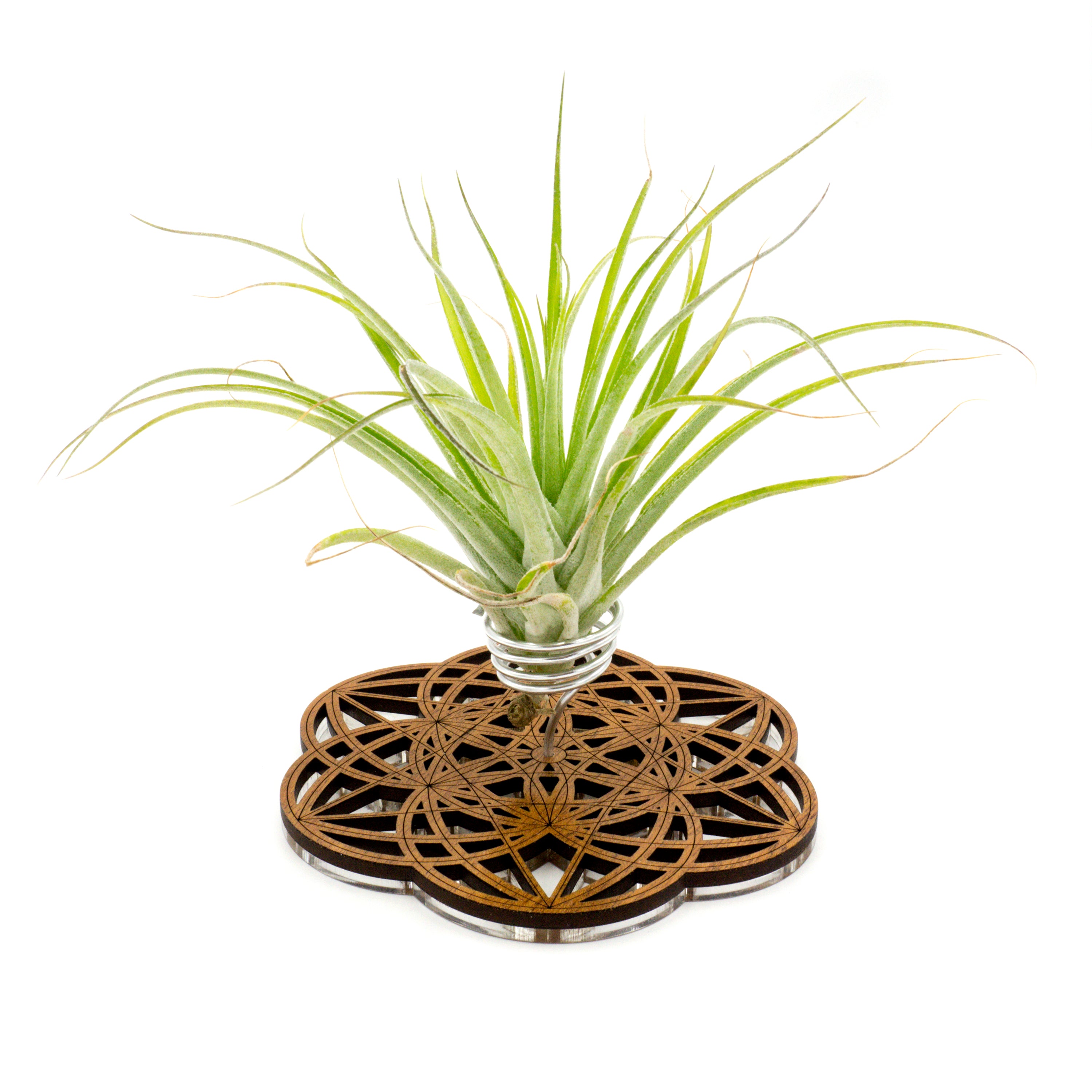 air plant stand holder Wire Air Plant Holder 1