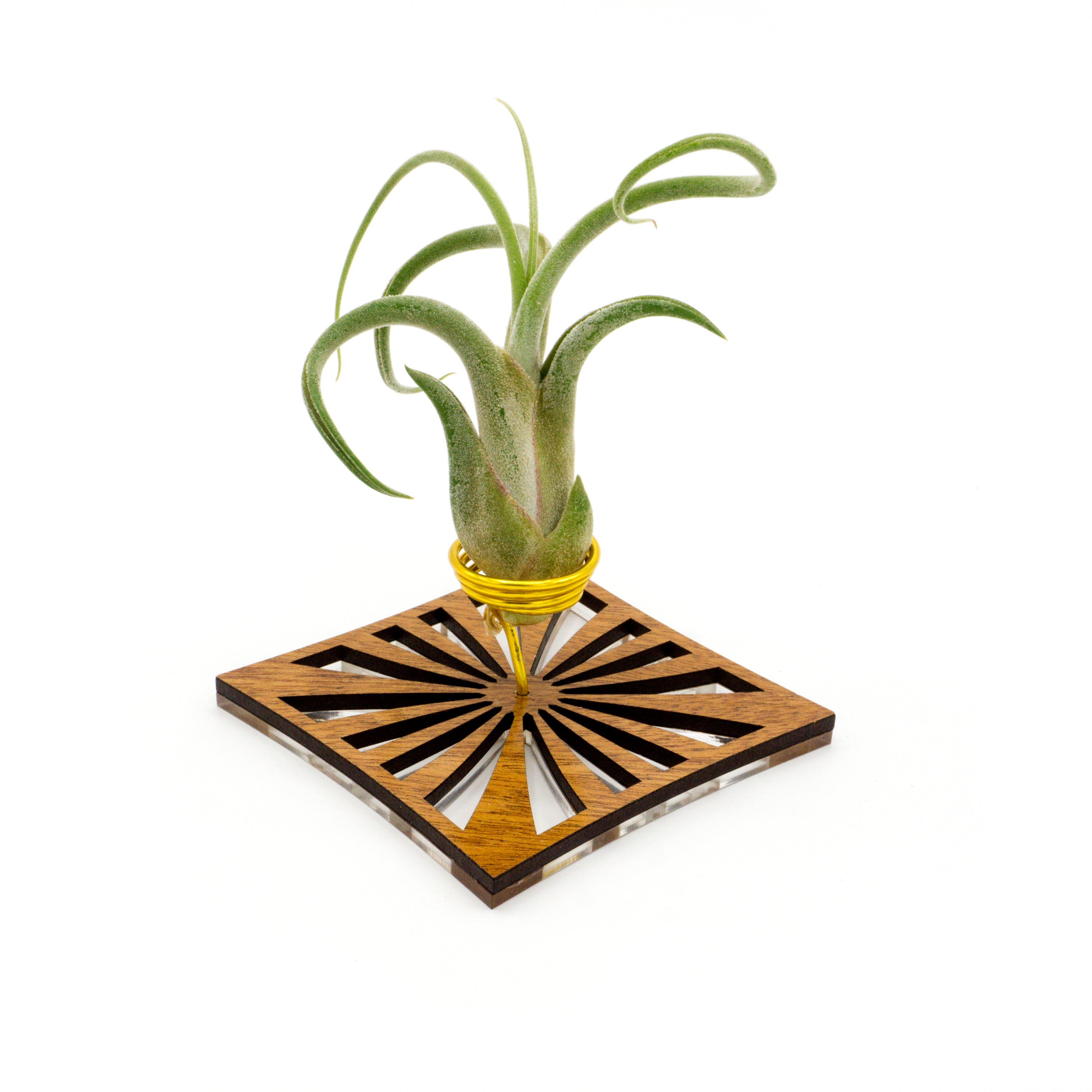 air plant magnet holder Wire Air Plant Holder S2