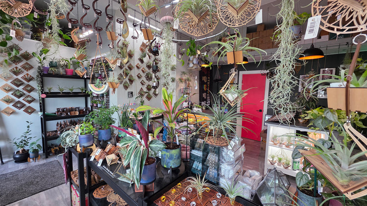 terraplanted // indoor plants & living dcor studio // plant store