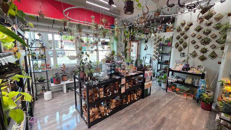 terraplanted // indoor plants & living dcor studio // plant store