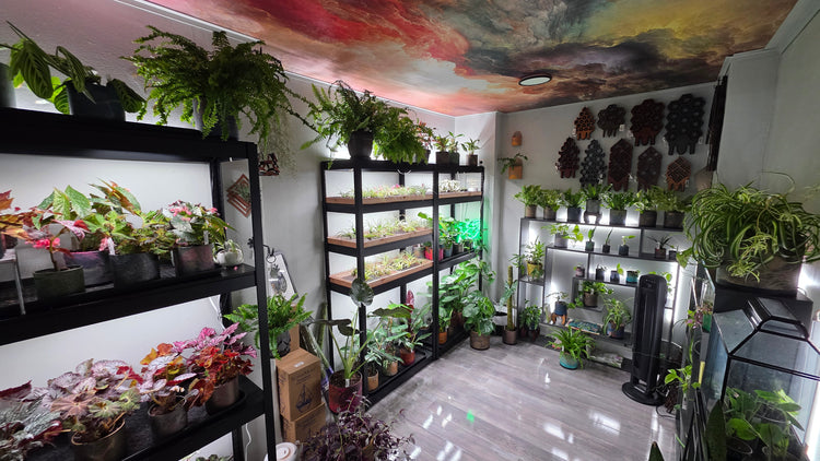 terraplanted // indoor plants & living dcor studio // plant store