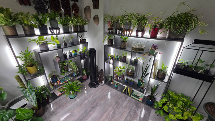 terraplanted // indoor plants & living dcor studio // plant store