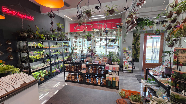 terraplanted // indoor plants & living dcor studio // plant store