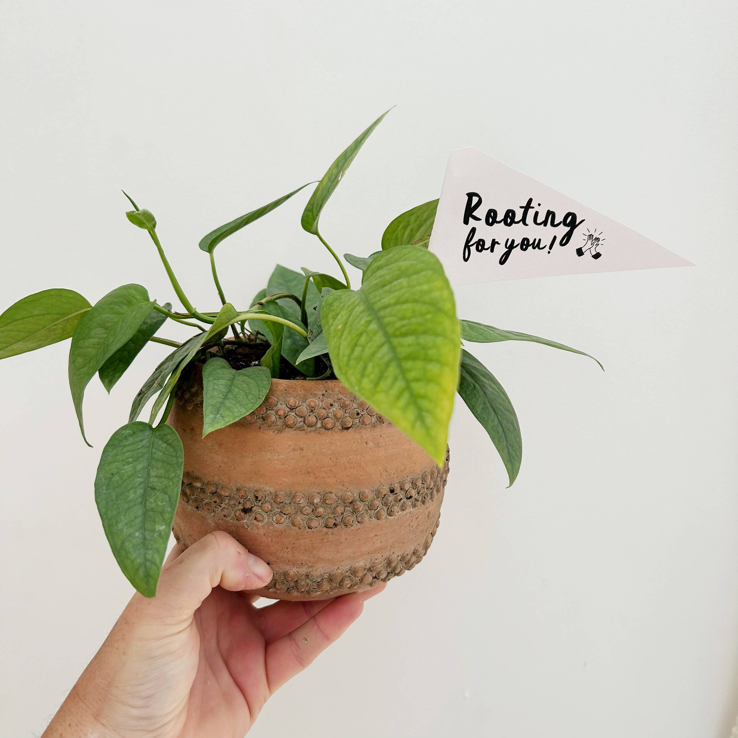 Rooting for you – terraplanted