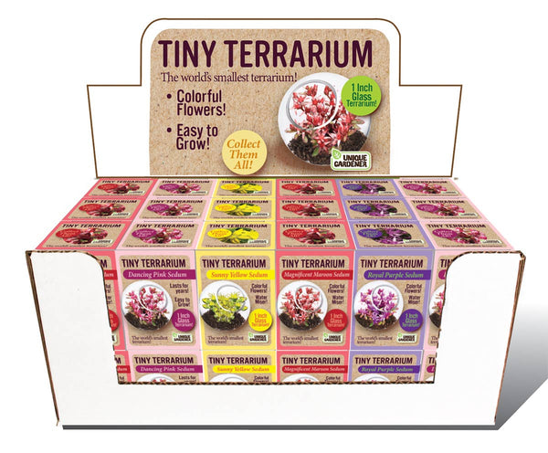 Tiny Terrarium Sedum Glass Terrarium Counter Display