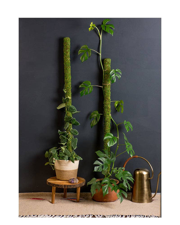 30" Moss Poles