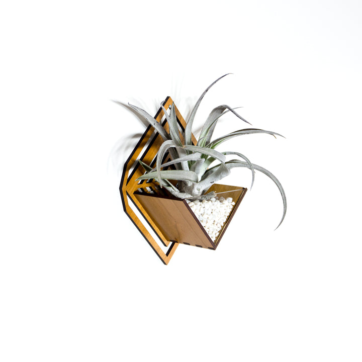 air plant wall sconce Sconce Planter Small