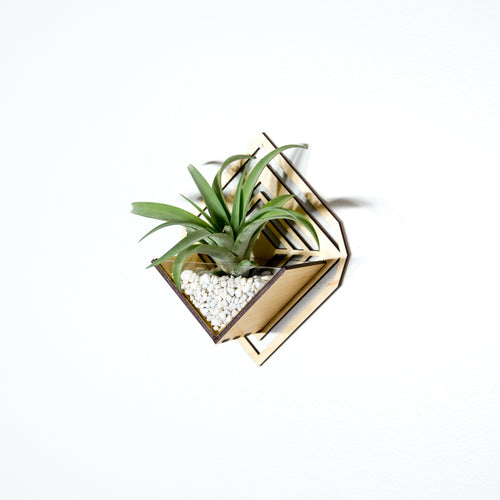 chinese.money plant Coin Plant 2.5