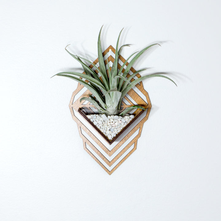 air plant sconce Sconce Planter Medium