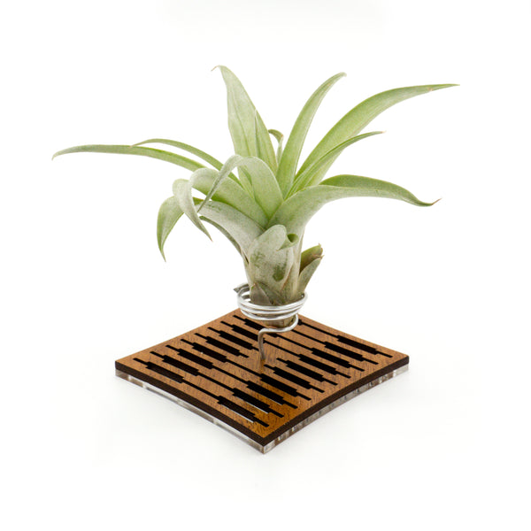 Wire Air Plant Holder S1 - Unique Plant Display Stand // Minimal Modern Wood Home Decor Table Shelf Desk Plant Lover Gift Idea Art